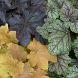 Heuchera - Mix