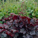 Heuchera - Purple Palace