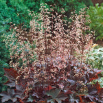 Heuchera - Purple Palace