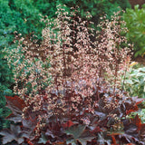 Heuchera - Purple Palace