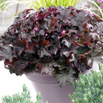 Heuchera - Purple Palace