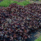 Heuchera - Purple Palace