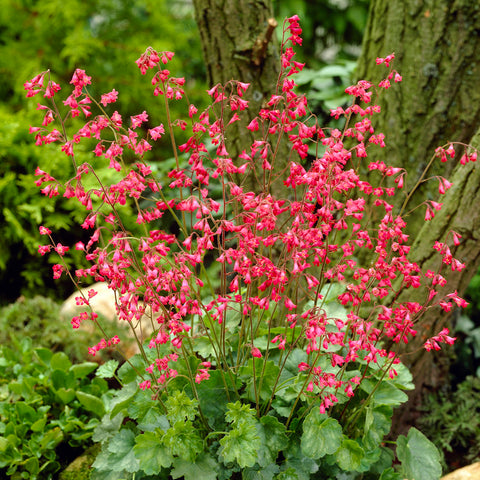Heuchera - Firefly