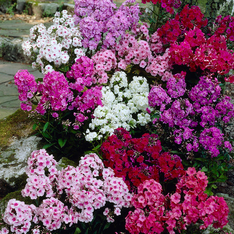 Phlox - Tall Mix