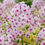 Phlox - Tall - Variegated Paniculata - Nora Leigh