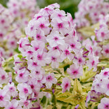 Phlox - Tall - Variegated Paniculata - Nora Leigh