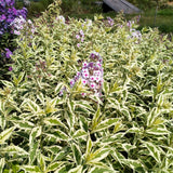 Phlox - Tall - Variegated Paniculata - Nora Leigh