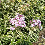 Phlox - Tall - Variegated Paniculata - Nora Leigh