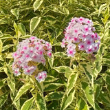 Phlox - Tall - Variegated Paniculata - Nora Leigh