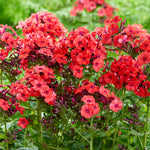 Phlox - Tall - Paniculata - Orange Perfection