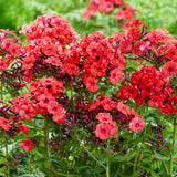 Phlox - Tall - Paniculata - Orange Perfection