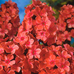 Phlox - Tall - Paniculata - Orange Perfection