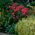 Phlox - Tall - Paniculata - Orange Perfection