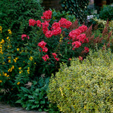Phlox - Tall - Paniculata - Orange Perfection