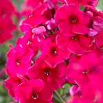 Phlox - Tall - Red Riding Hood