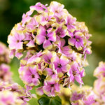 Phlox - Tall - Sherbet Blend