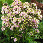 Phlox - Tall - Sherbet Blend
