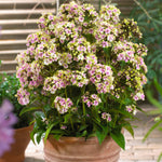 Phlox - Tall - Sherbet Blend
