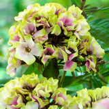 Phlox - Tall - Sherbet Blend
