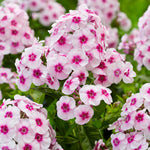 Phlox - Tall - Paniculata Blend