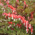 Bleeding Heart - Valentine®