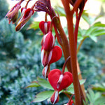 Bleeding Heart - Valentine®