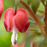 Bleeding Heart - Valentine®