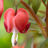 Bleeding Heart - Valentine®