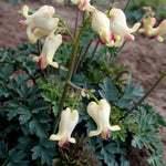 Bleeding Heart - Love Hearts