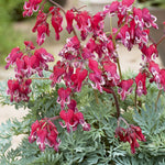 Bleeding Heart - Burning Hearts PPAF
