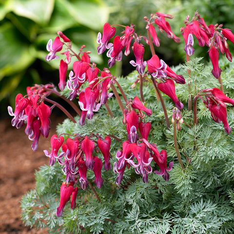 Bleeding Heart - Fire Island PP
