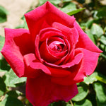 Rose - Chrysler Imperial