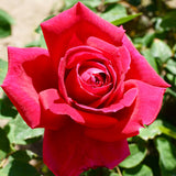 Rose - Chrysler Imperial