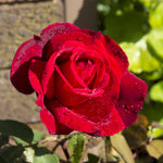 Rose - Chrysler Imperial