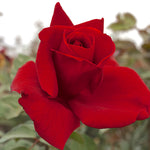 Rose - Mister Lincoln