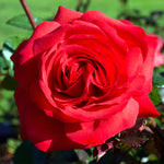 Rose - Mister Lincoln