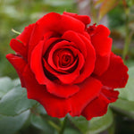 Rose - Mister Lincoln