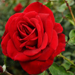 Rose - Olympiad