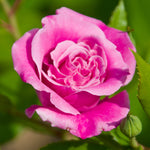 Rose - Queen Elizabeth