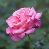Rose - Queen Elizabeth