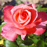 Rose - Touch of Class