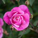 Rose - Touch of Class