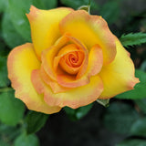 Rose - Gold Medal®