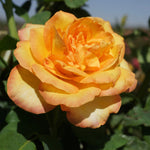 Rose - Gold Medal®