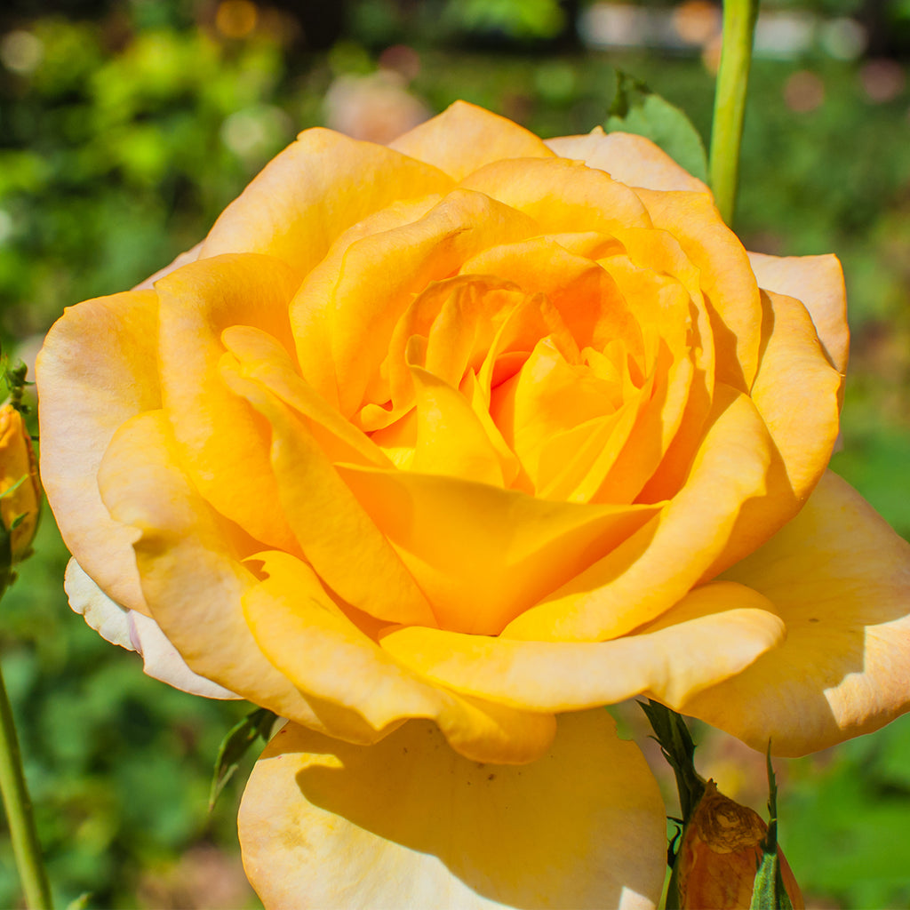 Precious Gold Standard Rose