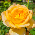 Rose - Gold Medal®