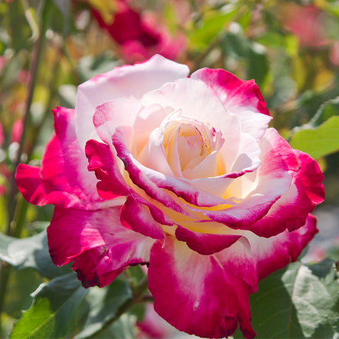 double delight rose seeds Rose