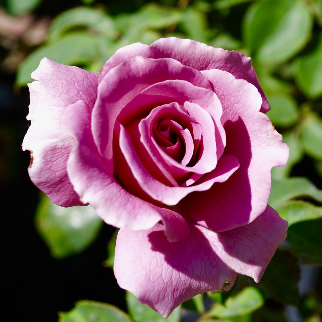 Angel Face Rise Angel Face Rose Bunnings