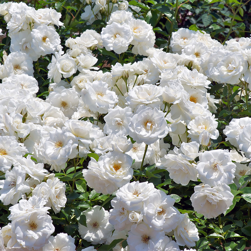 Iceberg Climbing Rose