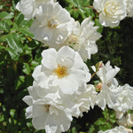 Rose - Iceberg